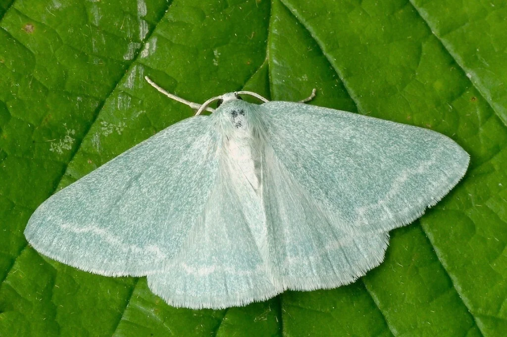 Pseudoterpna pruinata imago