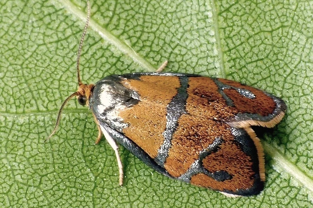 Ptycholoma lecheana imago