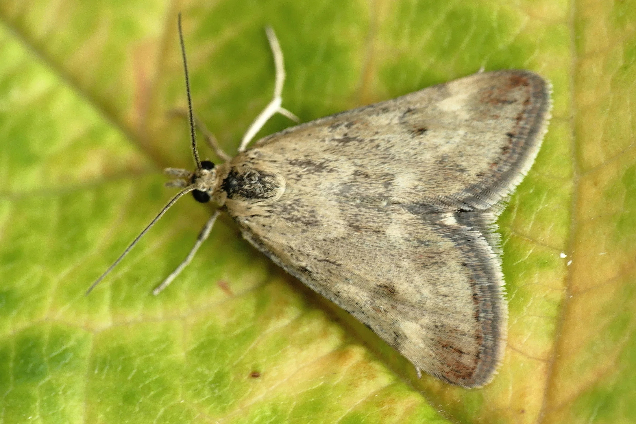 Pyrausta despicata imago