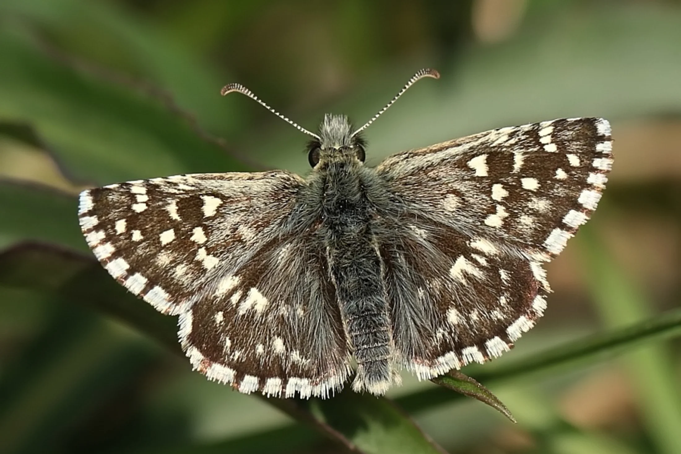Pyrgus armoricanus imago
