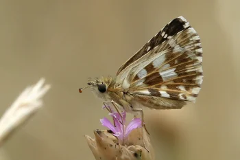 Pyrgus armoricanus imago