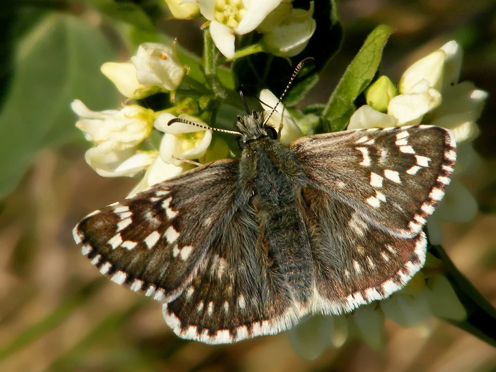 Pyrgus carthami imago