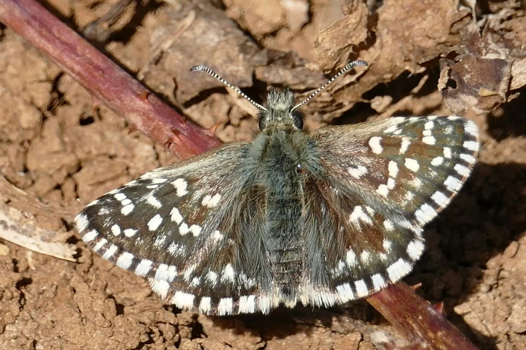 Pyrgus malvae imago