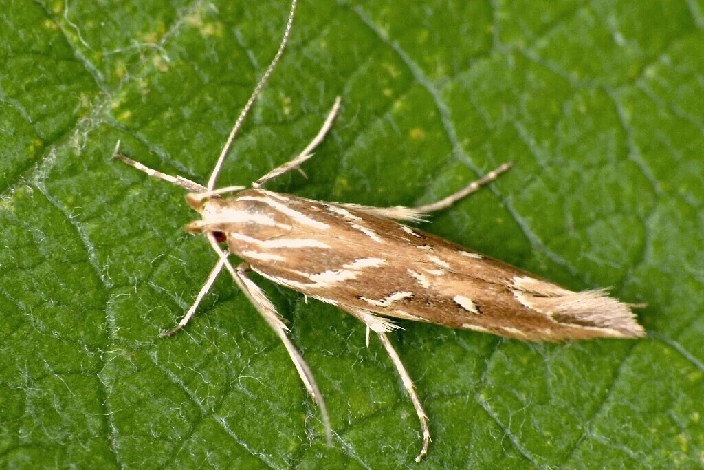 Pyroderces argyrogrammos imago
