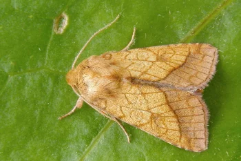 Pyrrhia umbra imago