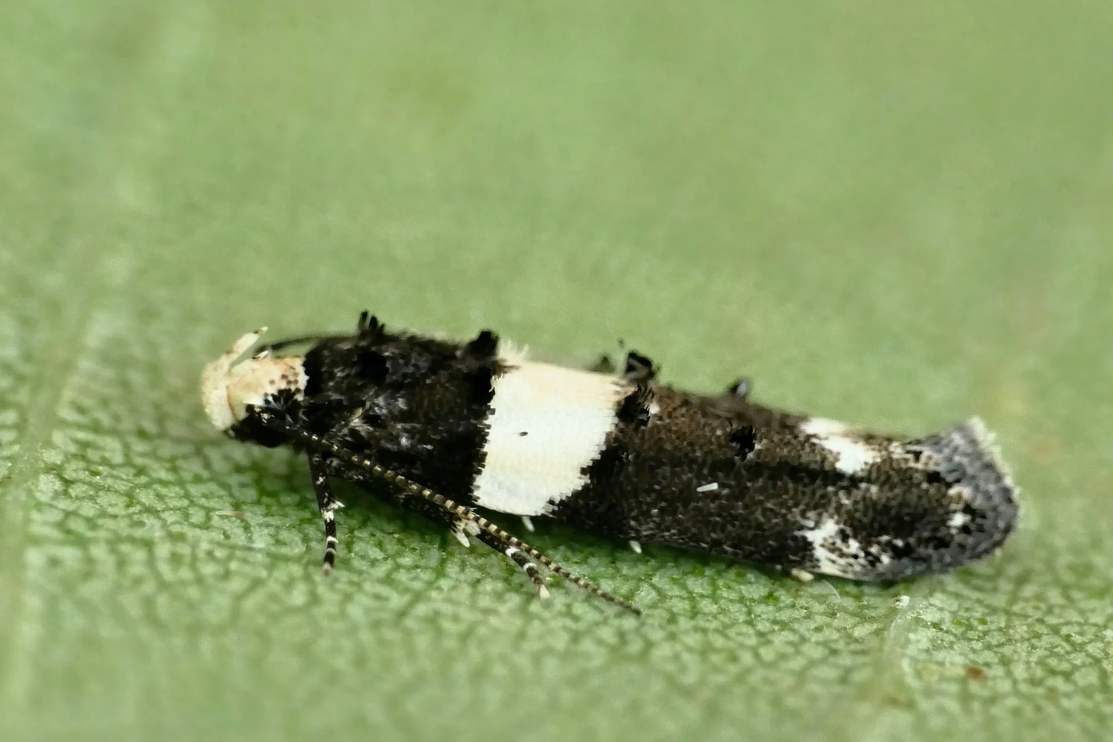 Recurvaria leucatella imago