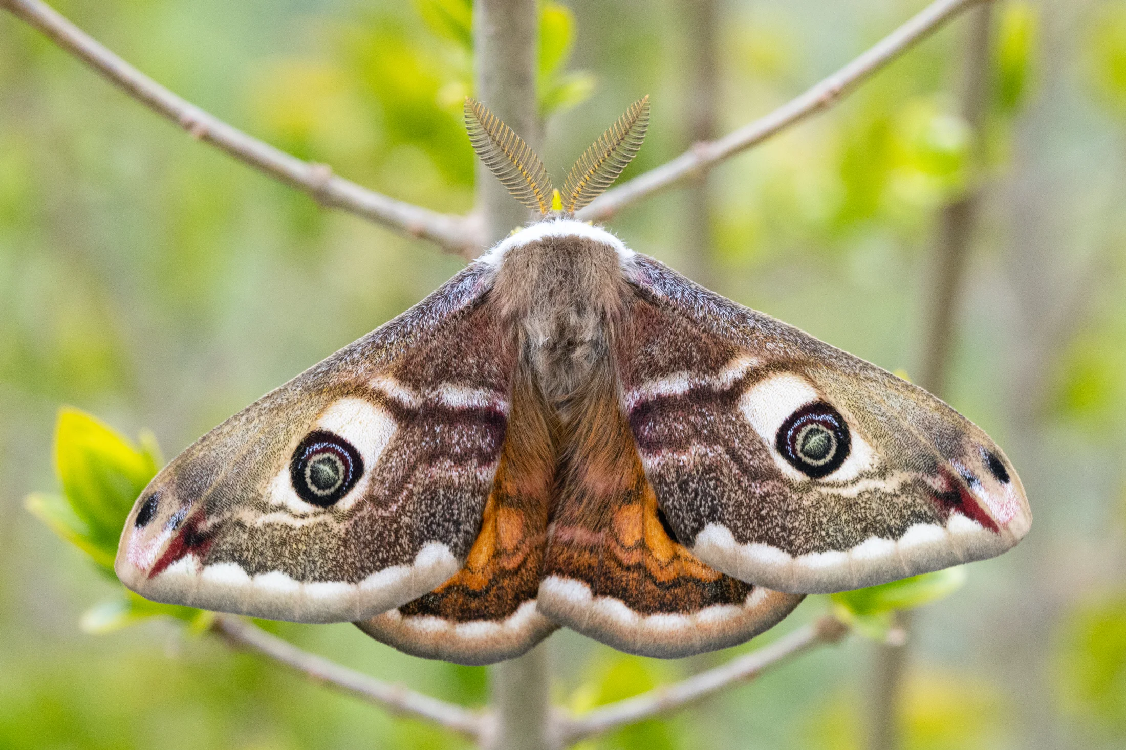 Saturnia pavoniella male