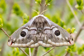 Saturnia pavoniella female