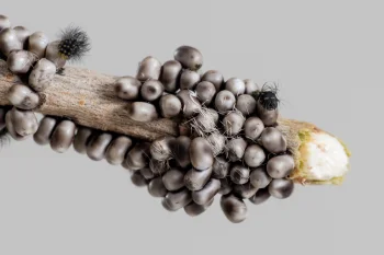 Saturnia pavoniella ova