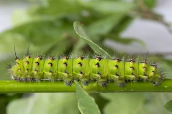 Saturnia pavoniella larva
