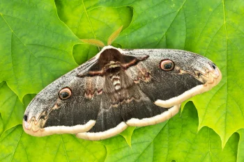Saturnia pyri imago