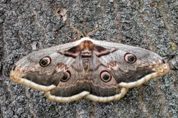 Saturnia pyri imago
