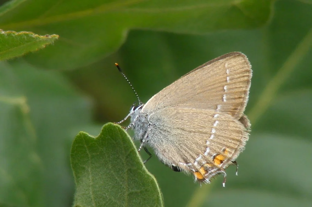 Satyrium acaciae imago