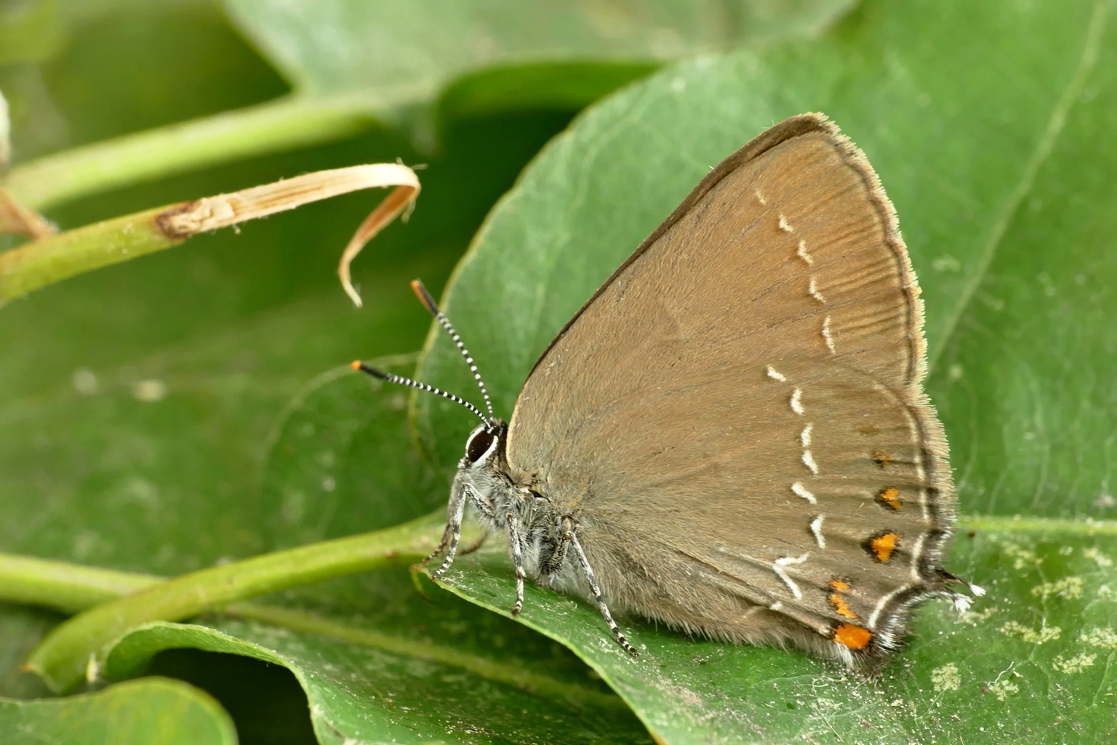 Satyrium ilicis imago