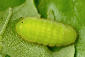 Satyrium ilicis larva