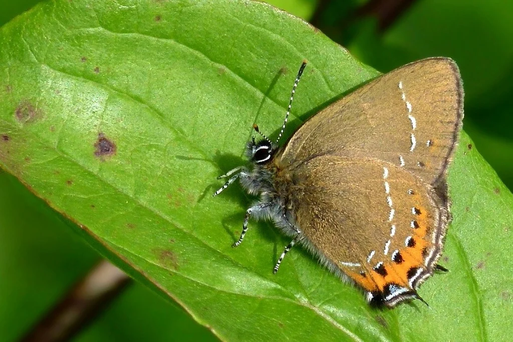Satyrium pruni imago