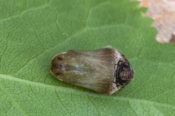 Satyrium pruni pupa
