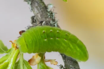 Satyrium pruni pupa