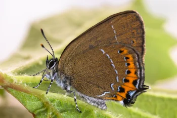 Satyrium pruni imago