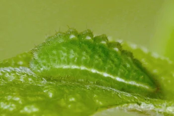 Satyrium pruni larva