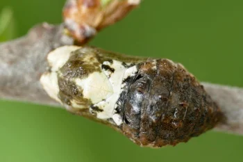Satyrium pruni pupa