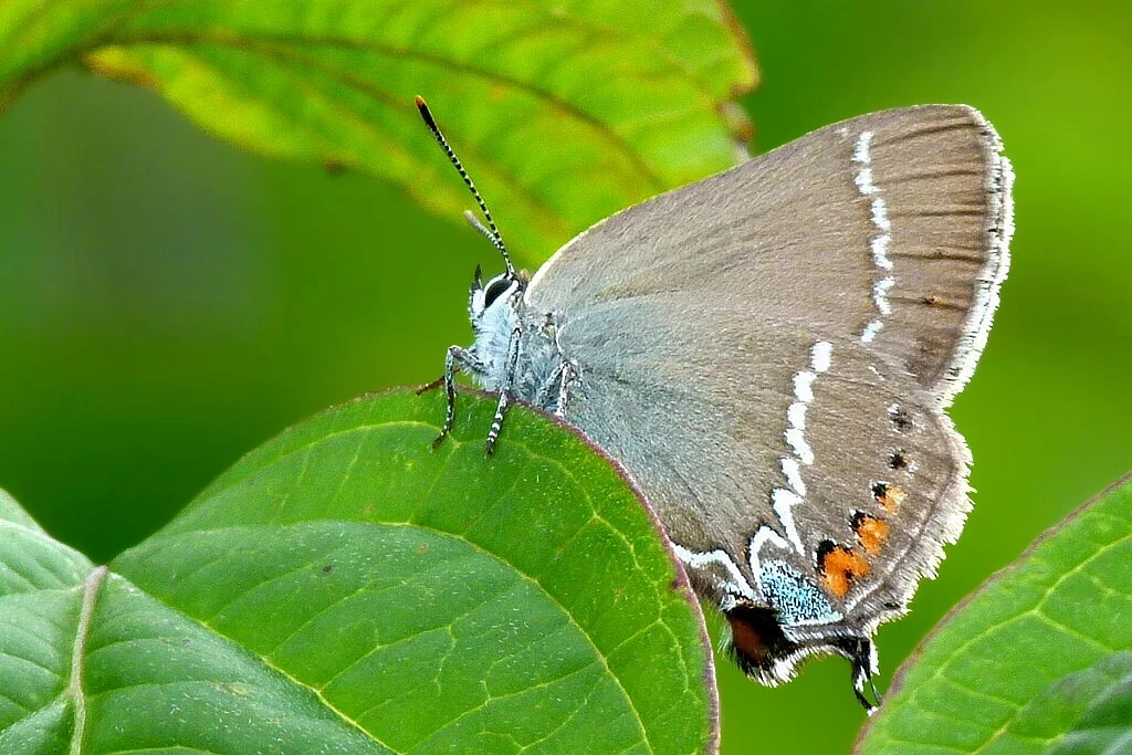 Satyrium spini imago