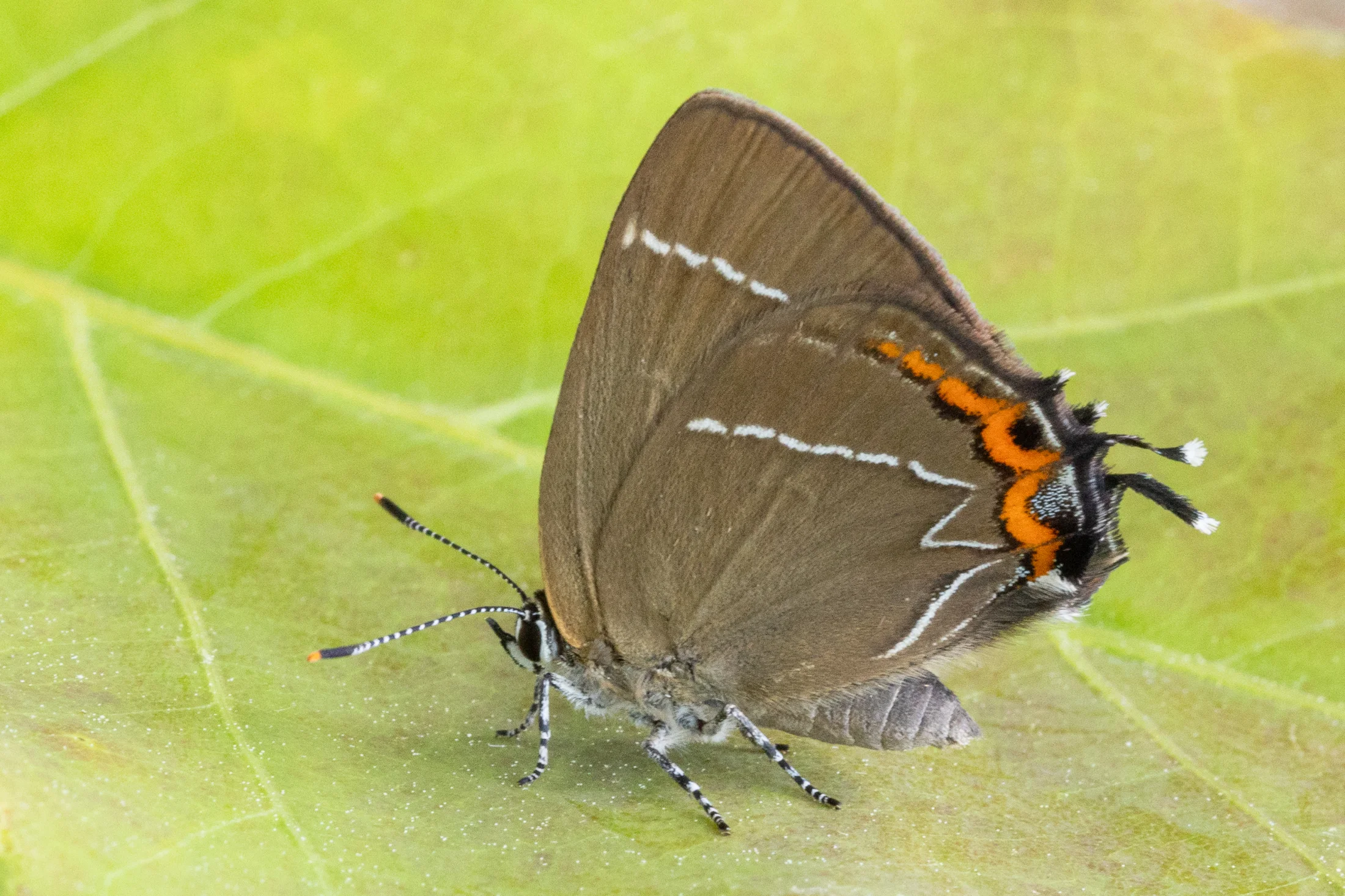 Satyrium w-album imago