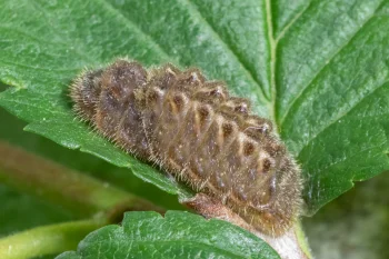 Satyrium w-album larva