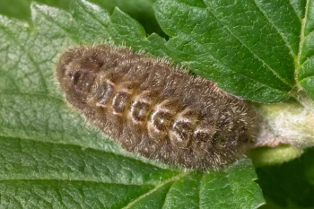 Satyrium w-album larva