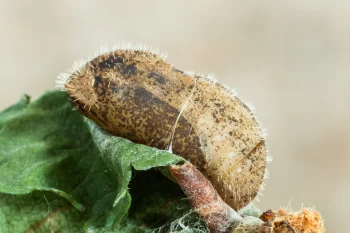 Satyrium w-album imago