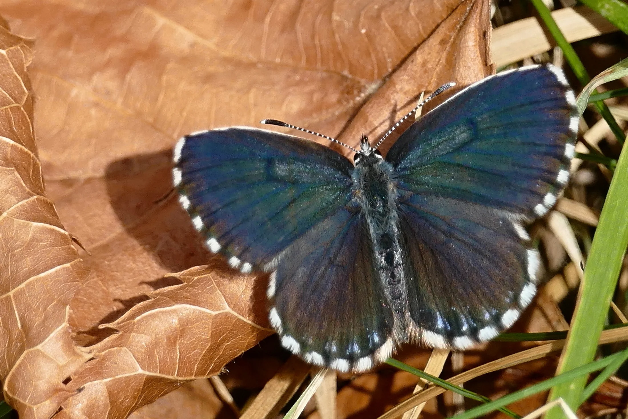Scolitantides orion imago