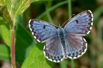 Scolitantides orion