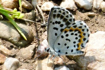 Scolitantides orion imago