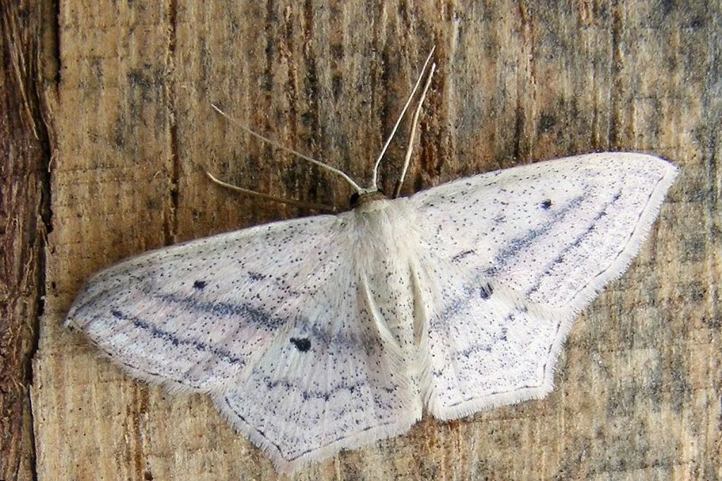 Scopula flaccidaria imago