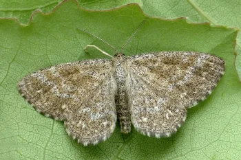 Scopula immorata imago