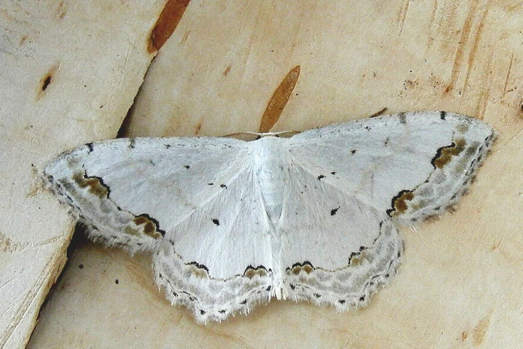 Scopula ornata imago
