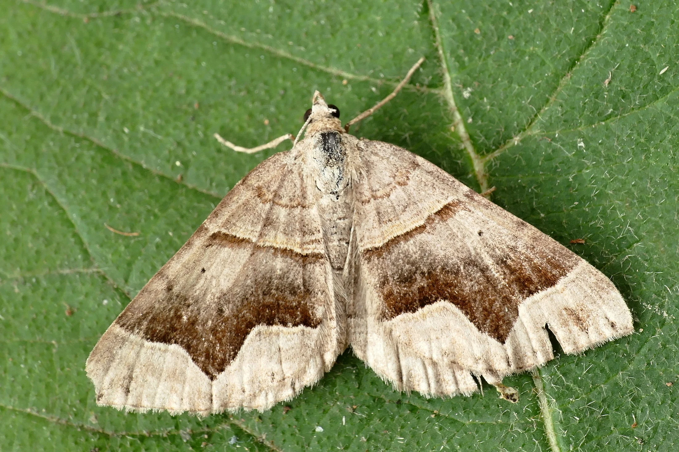 Scotopteryx moeniata imago