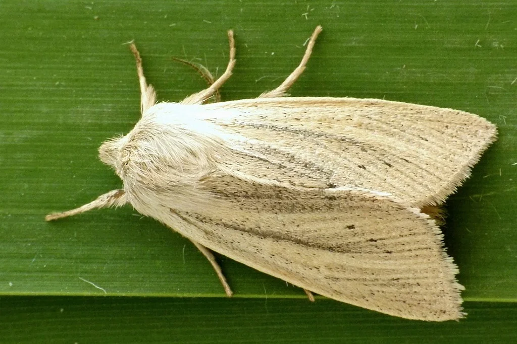 Sedina buettneri imago