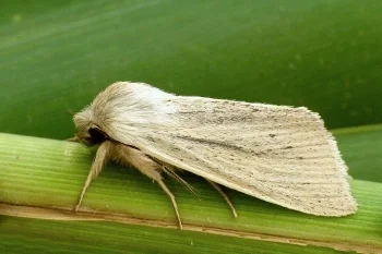 Sedina buettneri imago