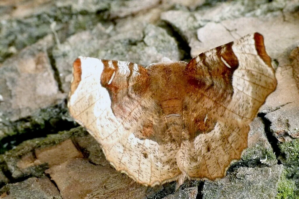 Selenia tetralunaria imago
