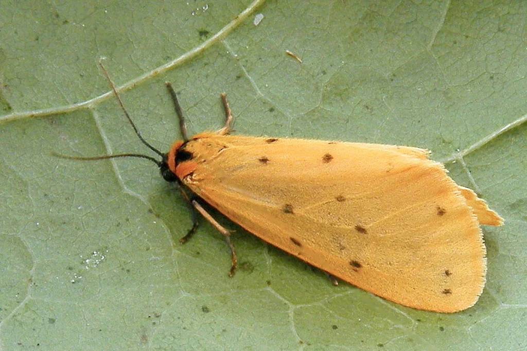Setina irrorella imago