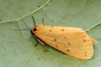 Setina irrorella imago