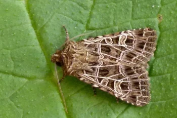 Sideridis kitti imago