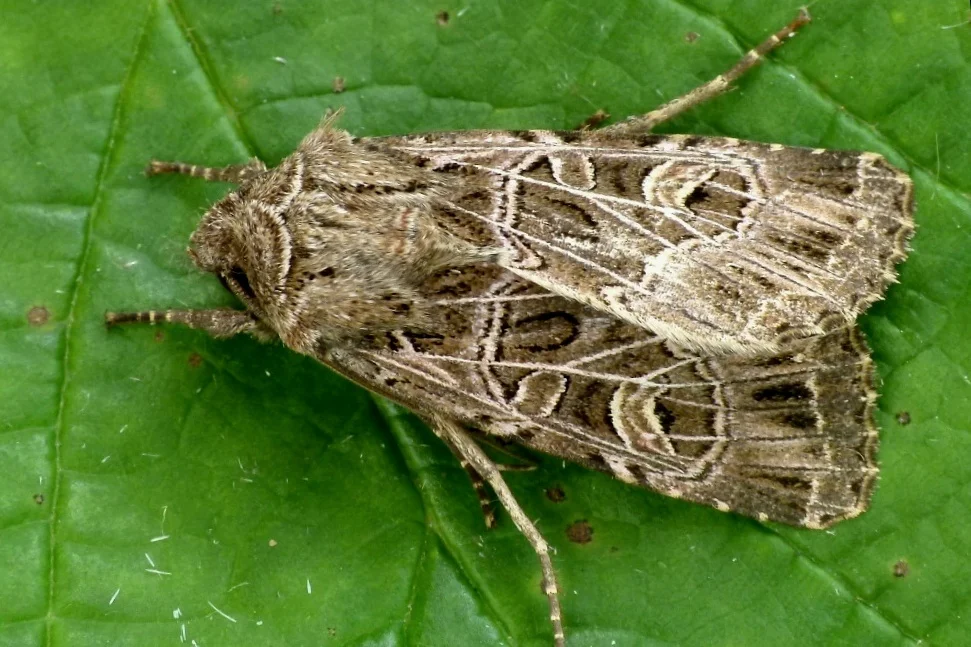 Sideridis reticulata imago