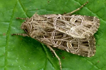 Sideridis reticulata imago