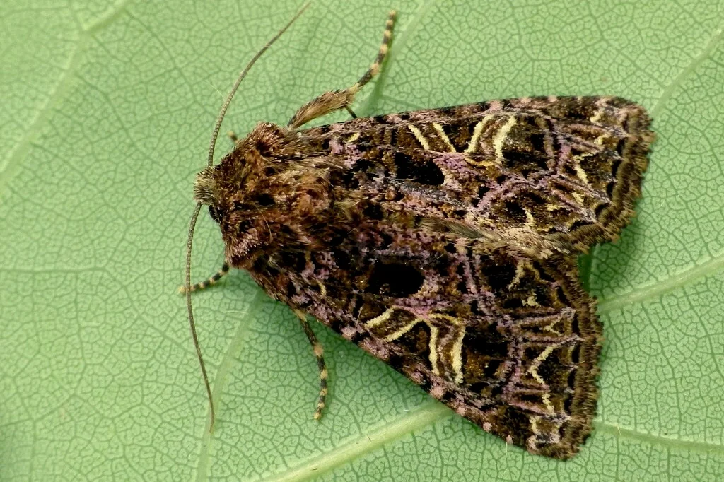 Sideridis rivularis imago