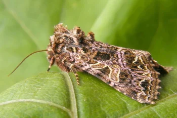 Sideridis rivularis imago