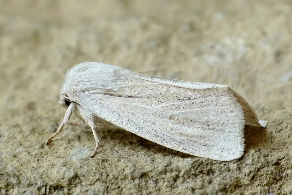 Simyra albovenosa imago