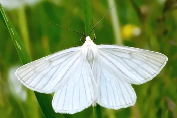 Siona lineata imago
