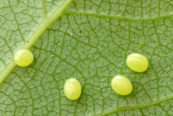 Smerinthus ocellata ova